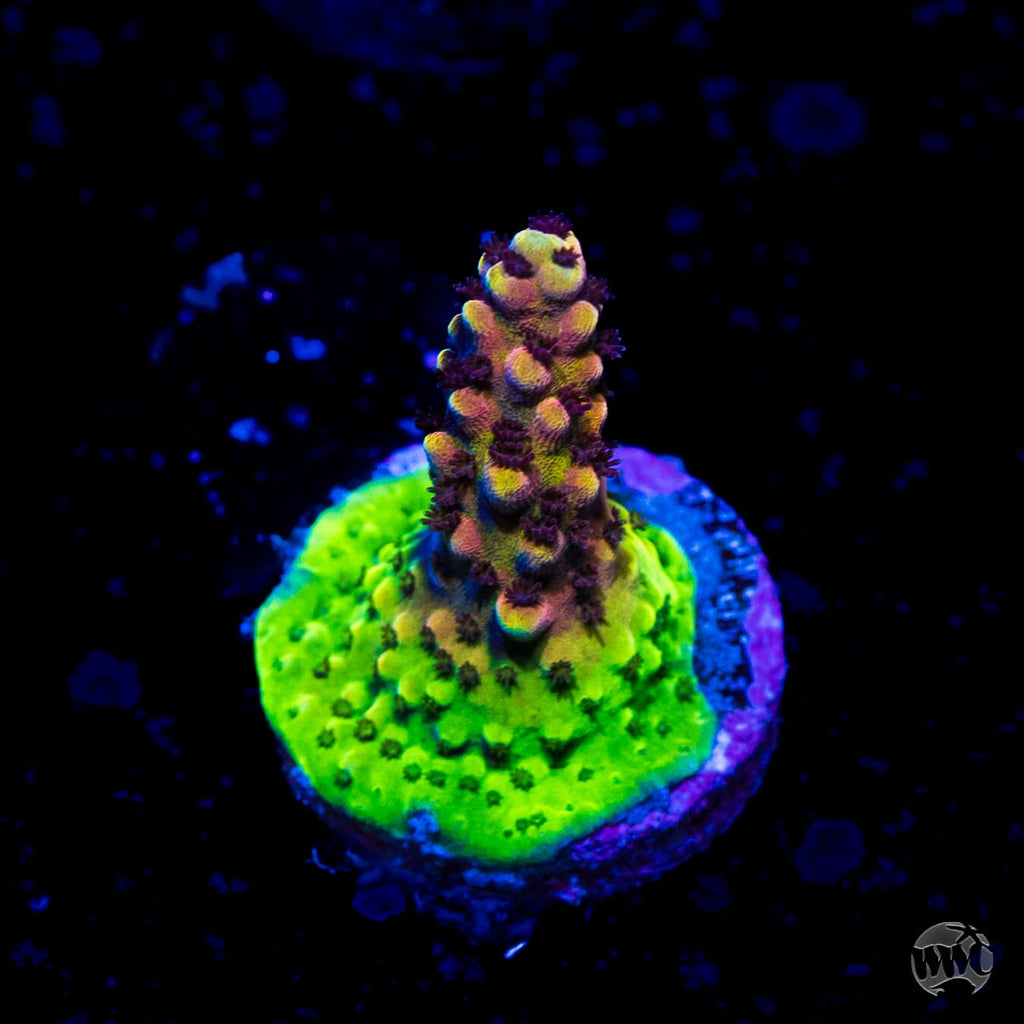 WWC Red Cadillac Acropora