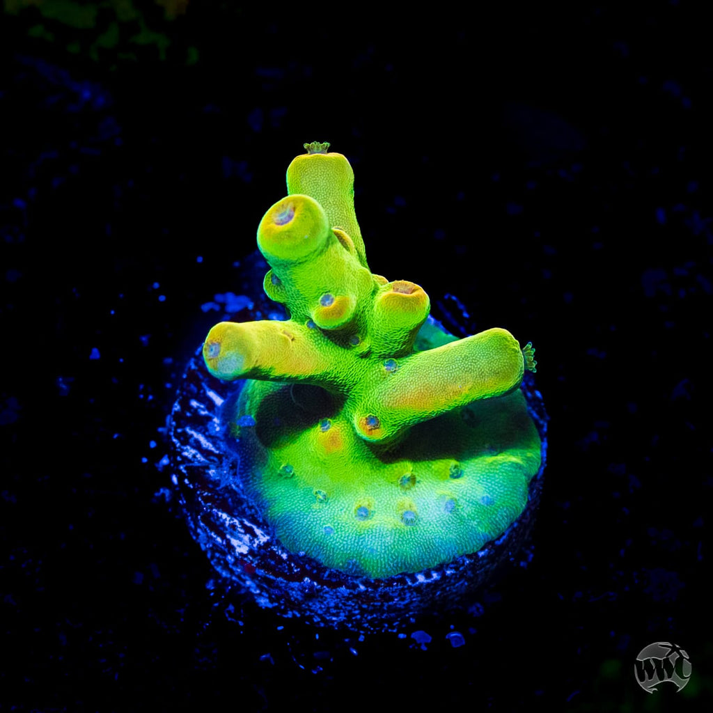 WWC Budgie Smuggler Acropora