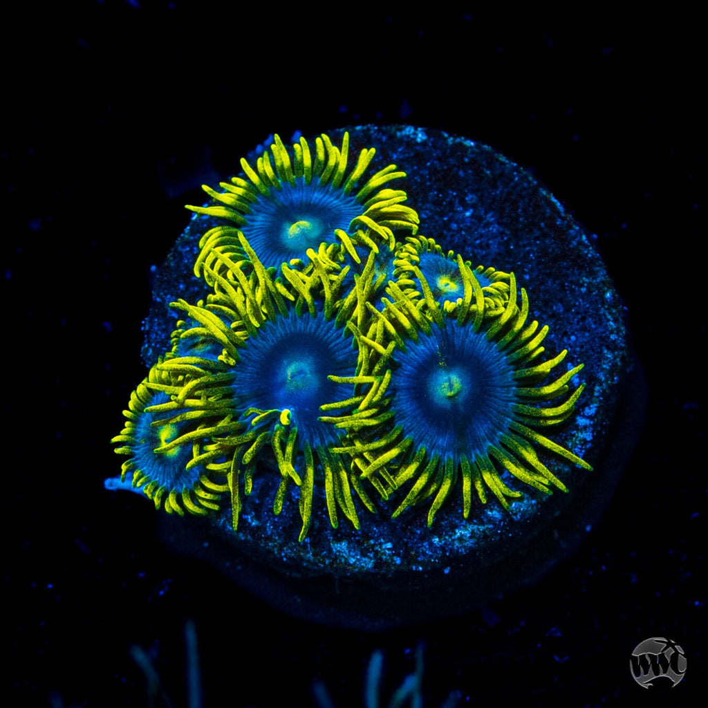 WWC Sunbeam Shuriken Zoanthids