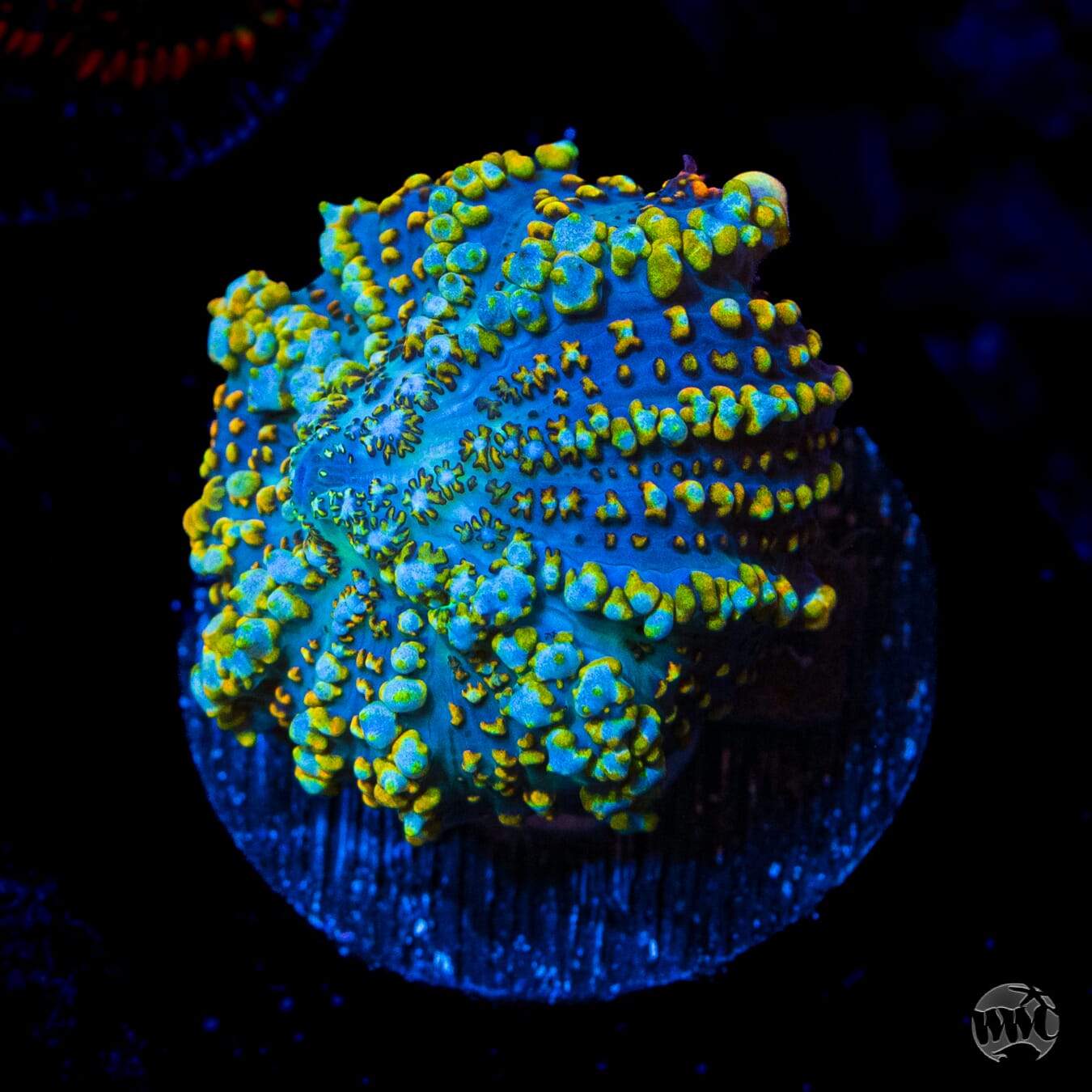 WWC Sun Splash Rhodactis Mushroom