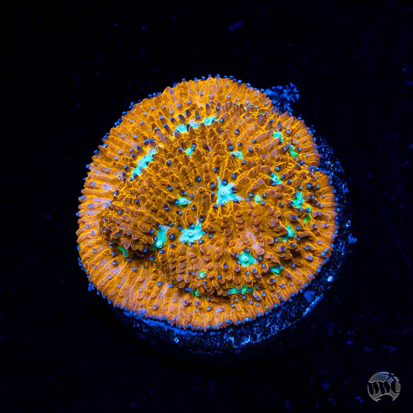 WWC Cheetah Lithophyllon