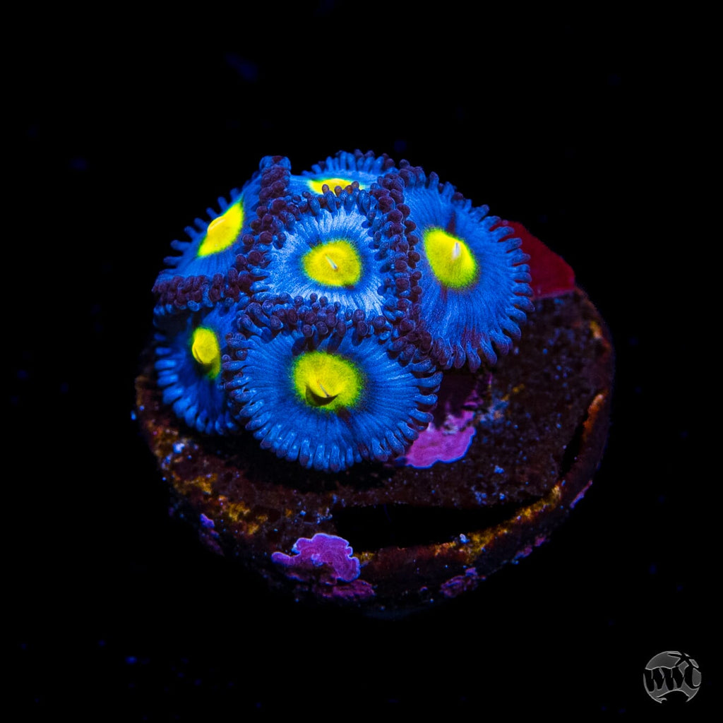 WWC AOI Zoanthids