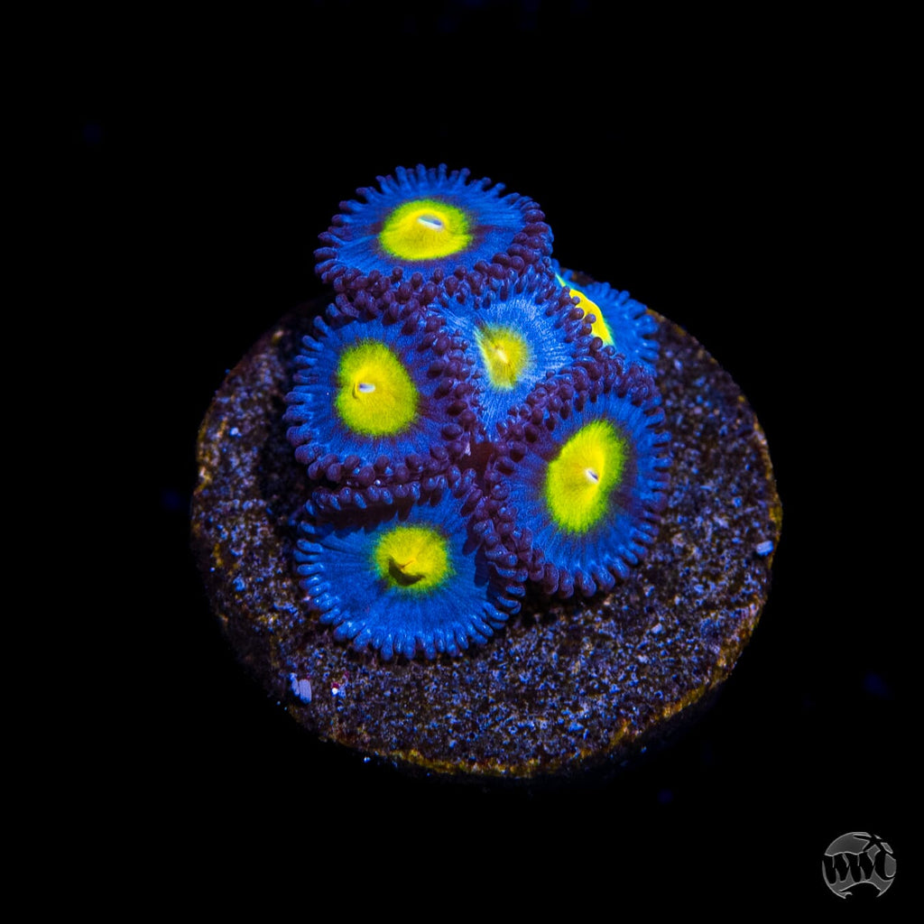 WWC AOI Zoanthids