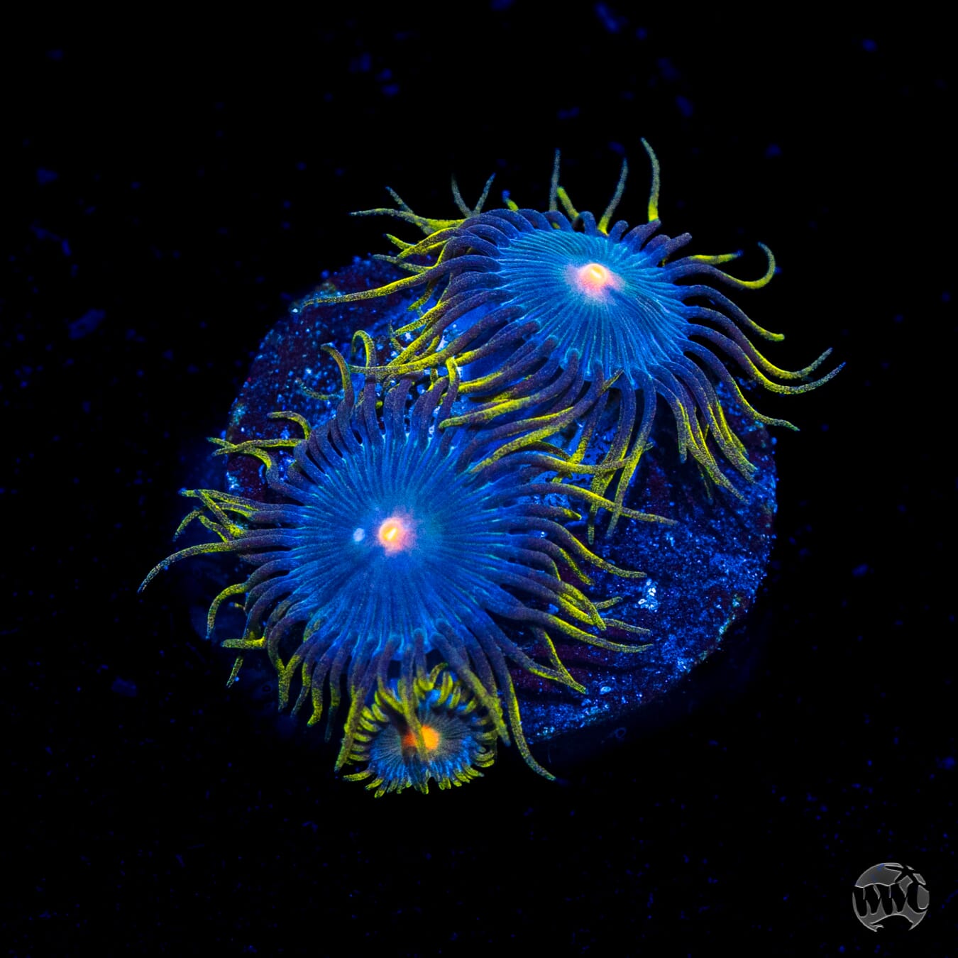 WWC Hairy Gorilla Nipples Zoanthids