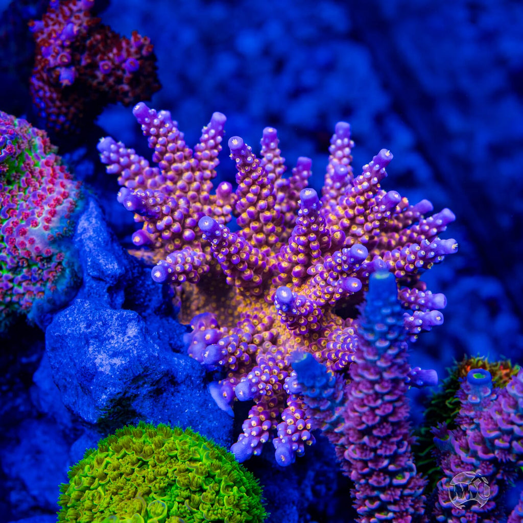 WWC All Star Acropora