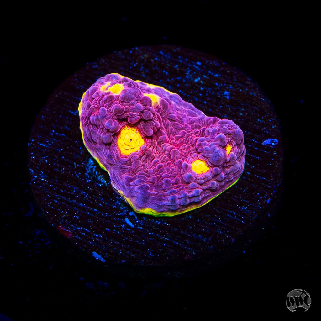 WWC Banana Boom Chalice