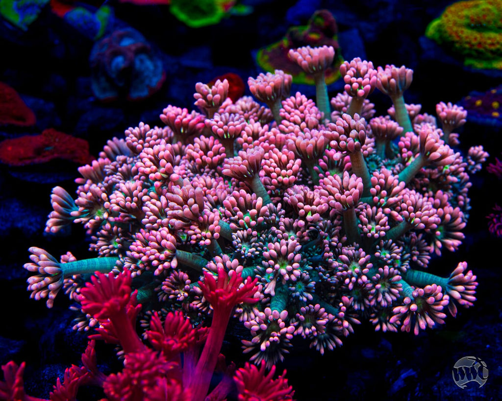 WWC Bay Watch Goniopora