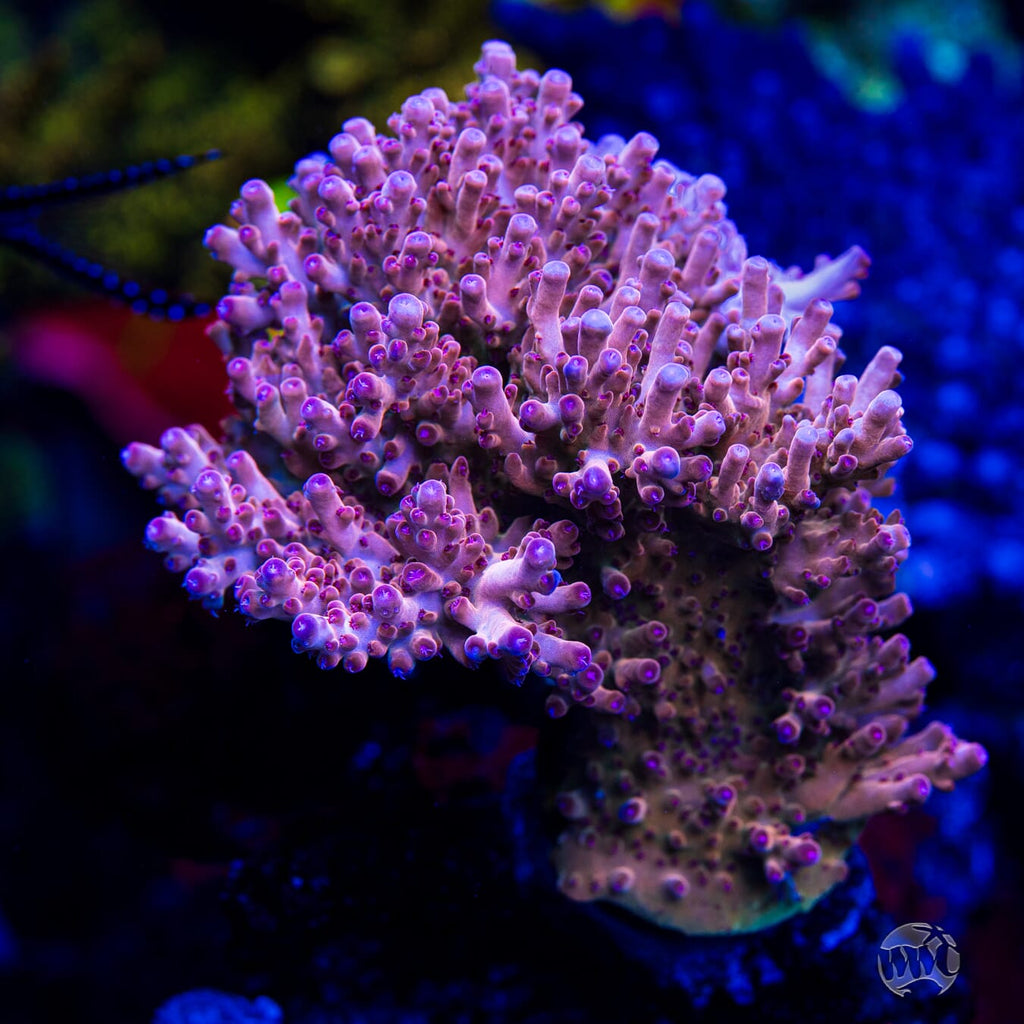 WWC Big Hoss Acropora