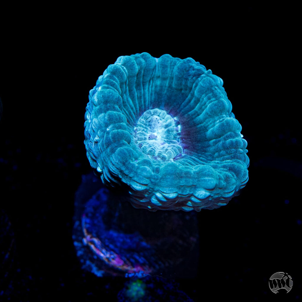 WWC Bulbasaur Candy Cane Coral