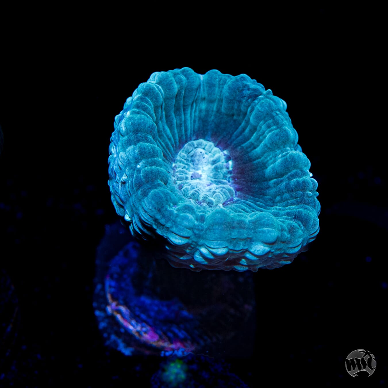 WWC Bulbasaur Candy Cane Coral