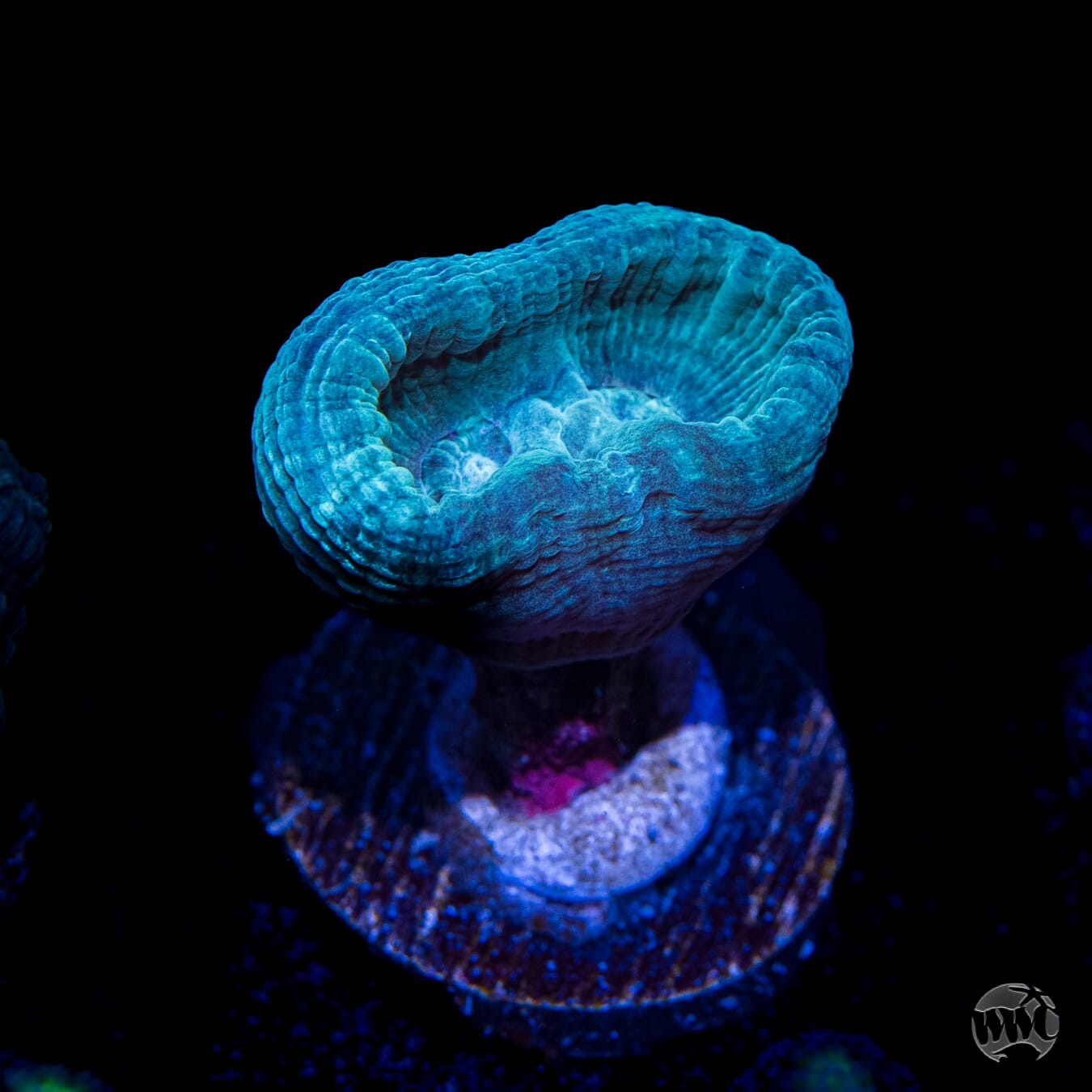 WWC Bulbasaur Candy Cane Coral