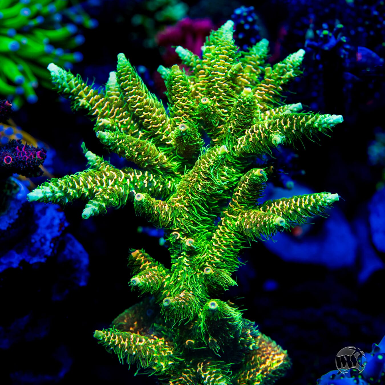 WWC Cactus Cooler Mille Acropora