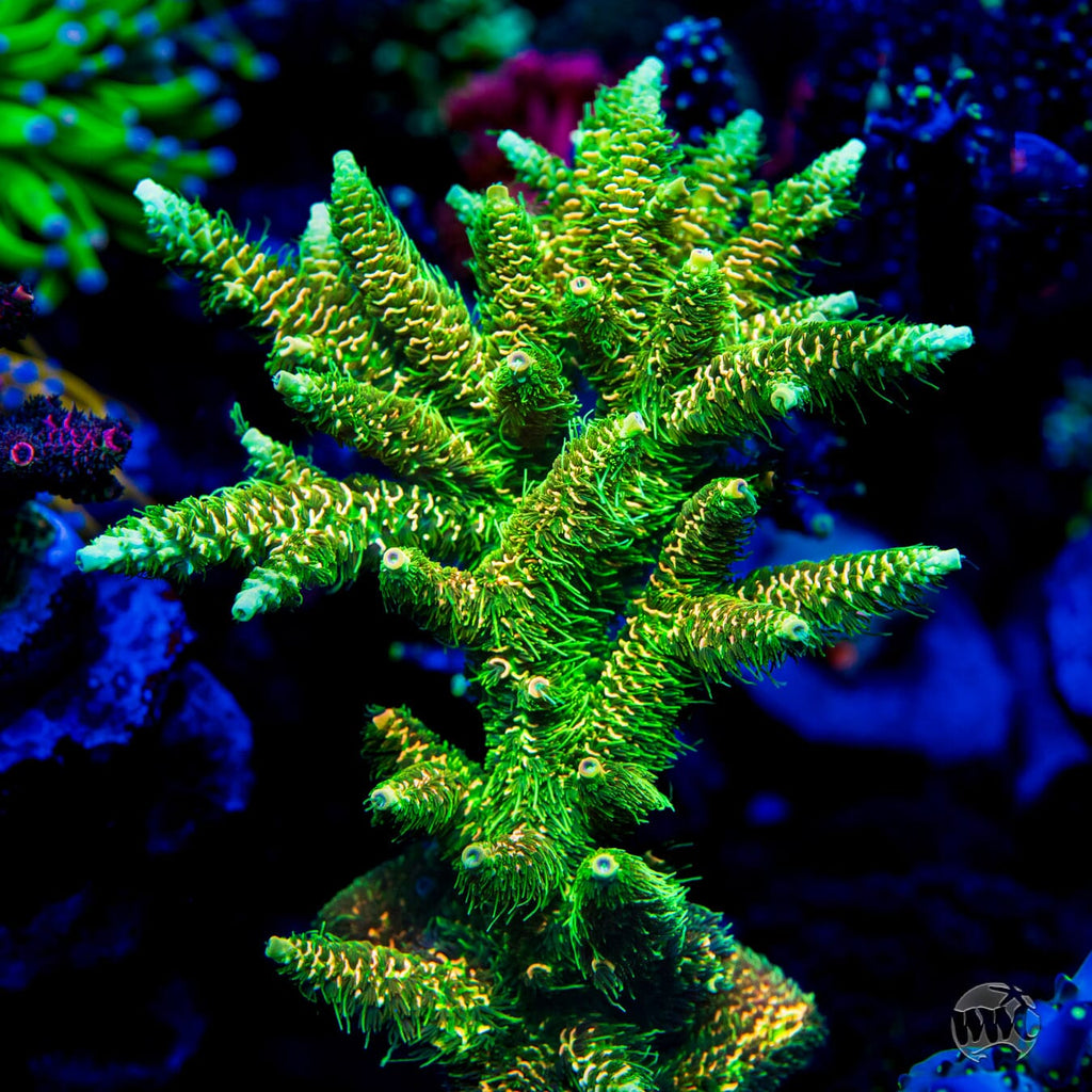 WWC Cactus Cooler Mille Acropora