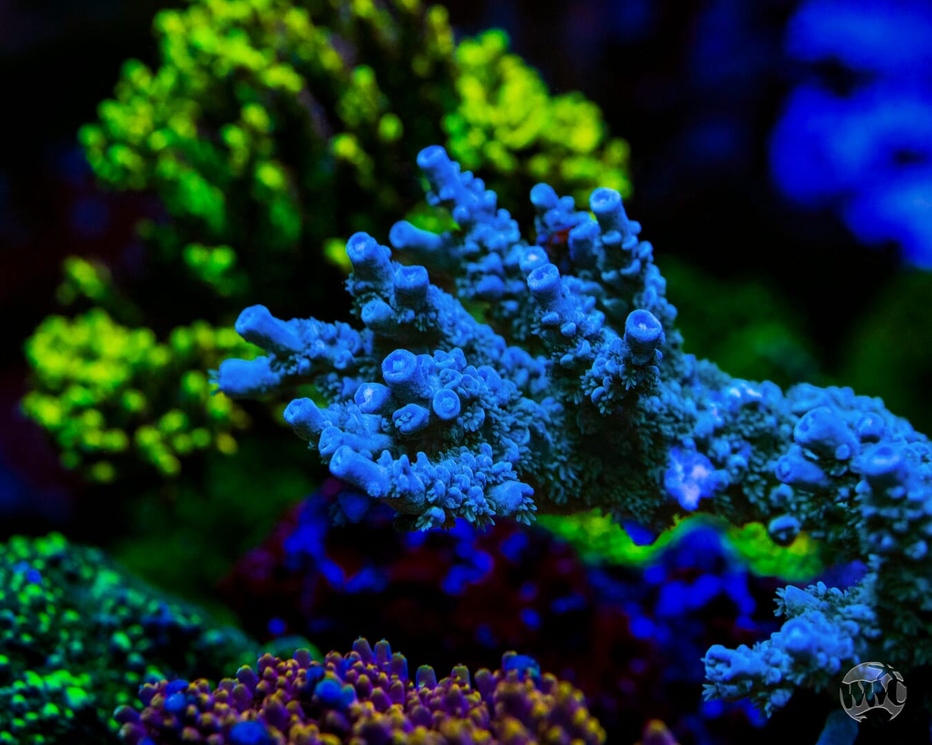 WWC Cobalt Tenuis Acropora