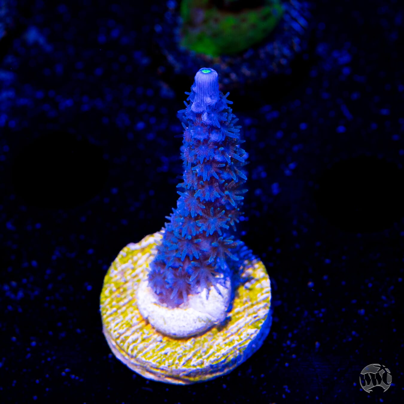 WWC Cobalt Tenuis Acropora