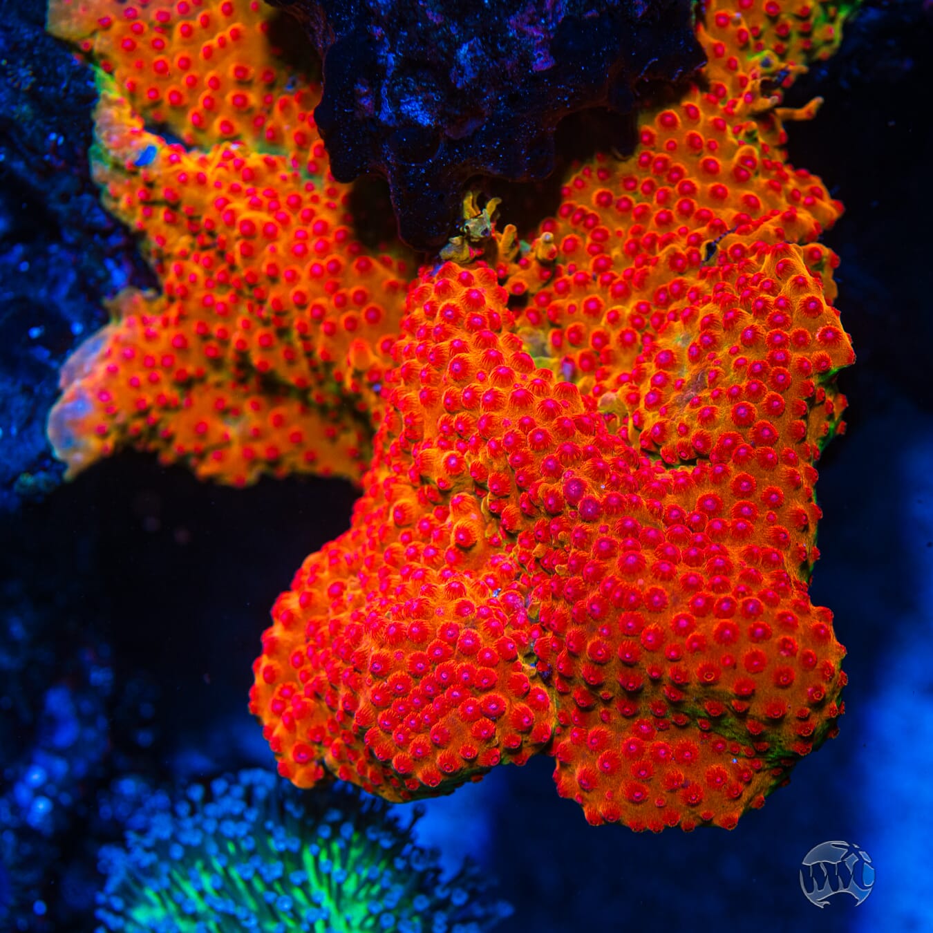 WWC Defcon Cyphastrea