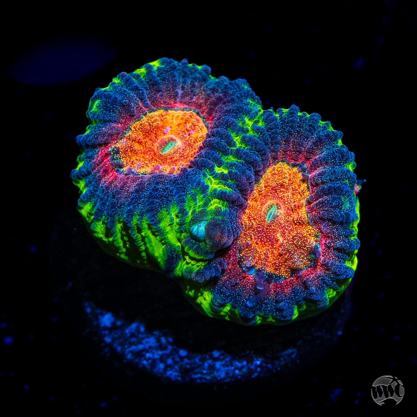 WWC Earthquake Favia