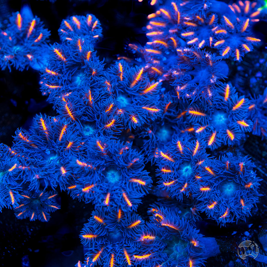 WWC Florida Squeeze Clove Polyp Coral