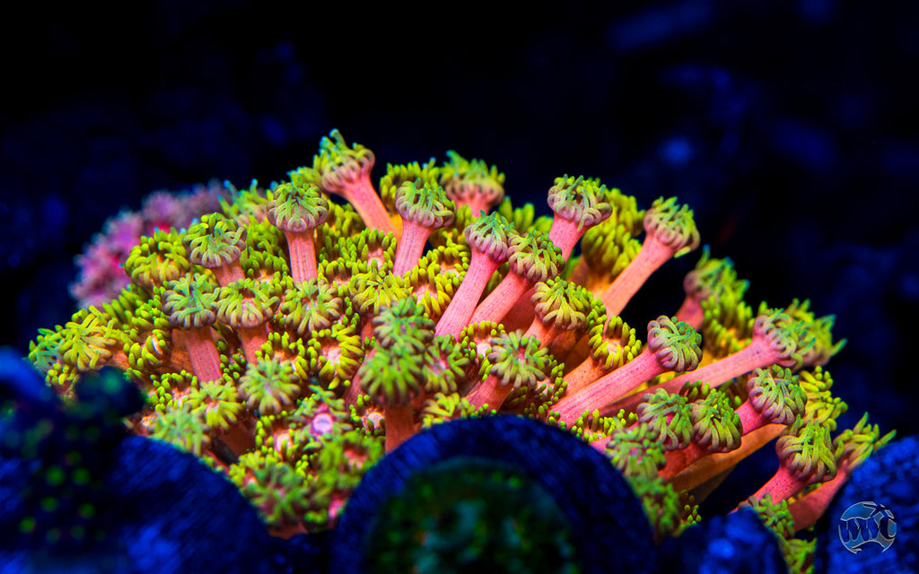 WWC Fruit Daddy Goniopora