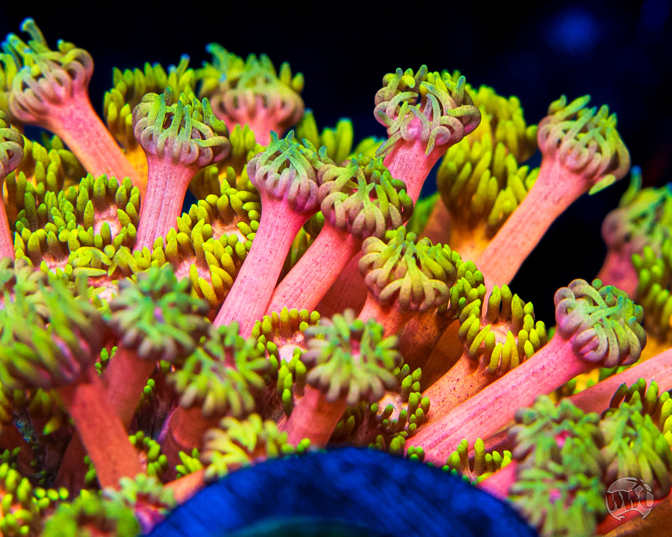 WWC Fruit Daddy Goniopora