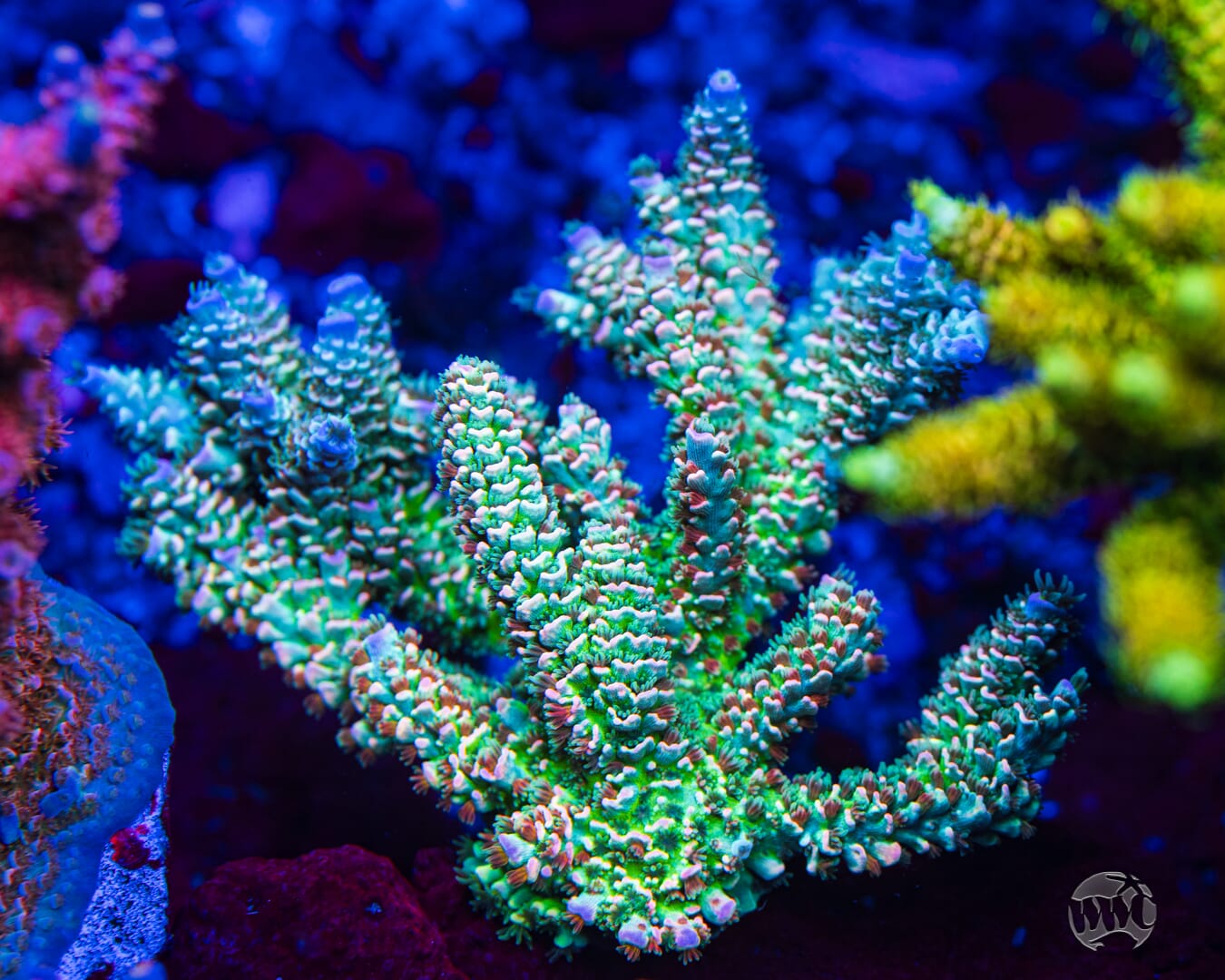 WWC Hair of the Dog Tenuis Acropora
