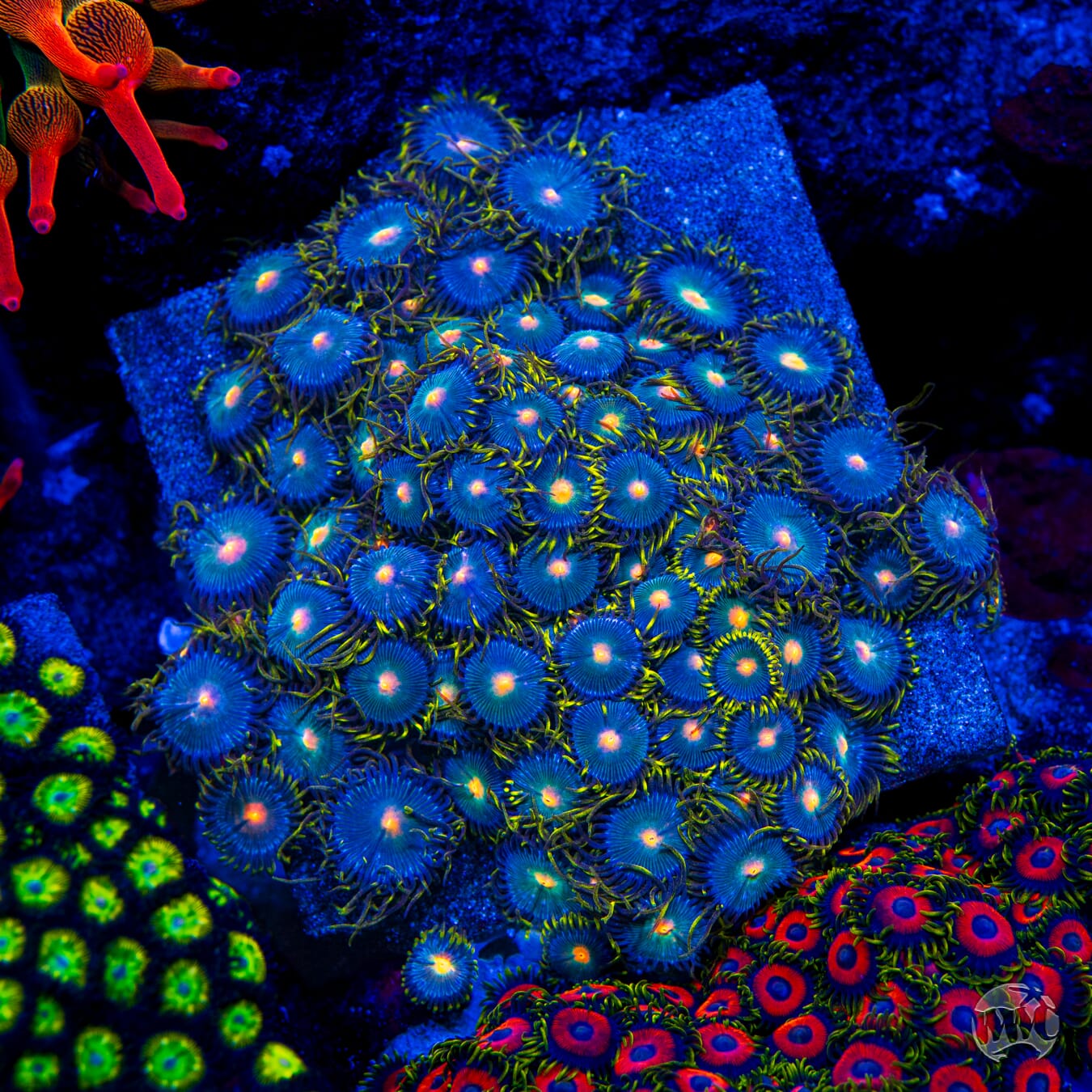 WWC Hairy Gorilla Nipples Zoanthids