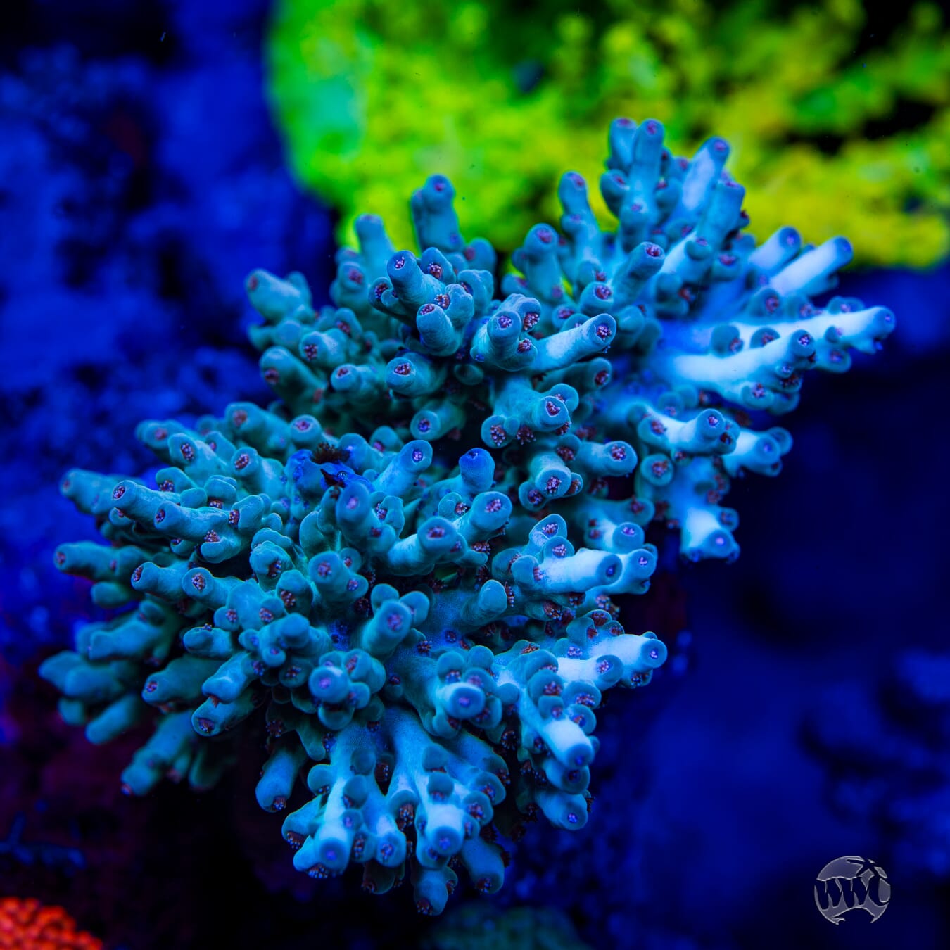 WWC Ice Dragon Acropora