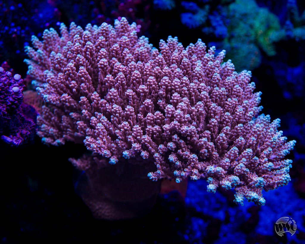 WWC Inner Planet Acropora