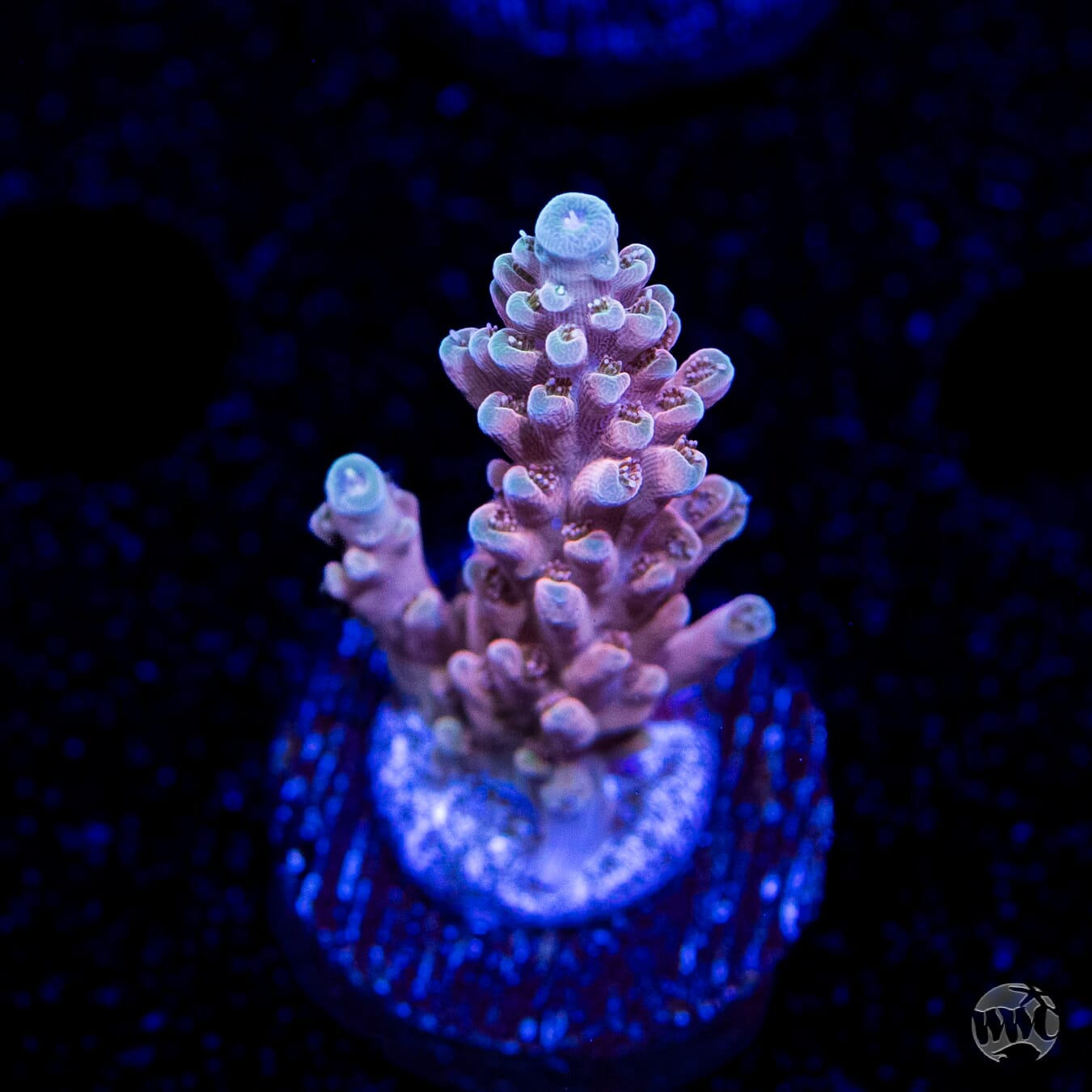 WWC Inner Planet Acropora