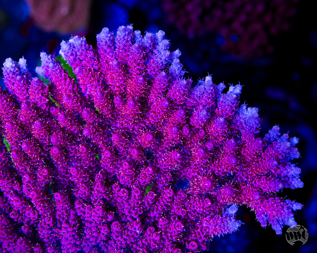 WWC Marmalade Melody Acropora