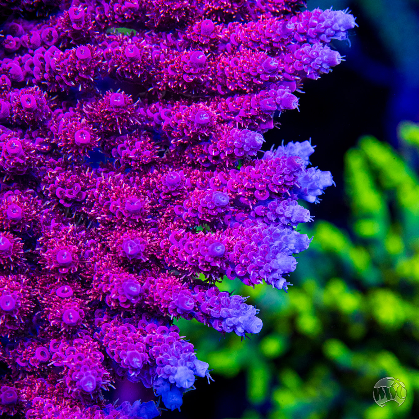 WWC Marmalade Melody Acropora