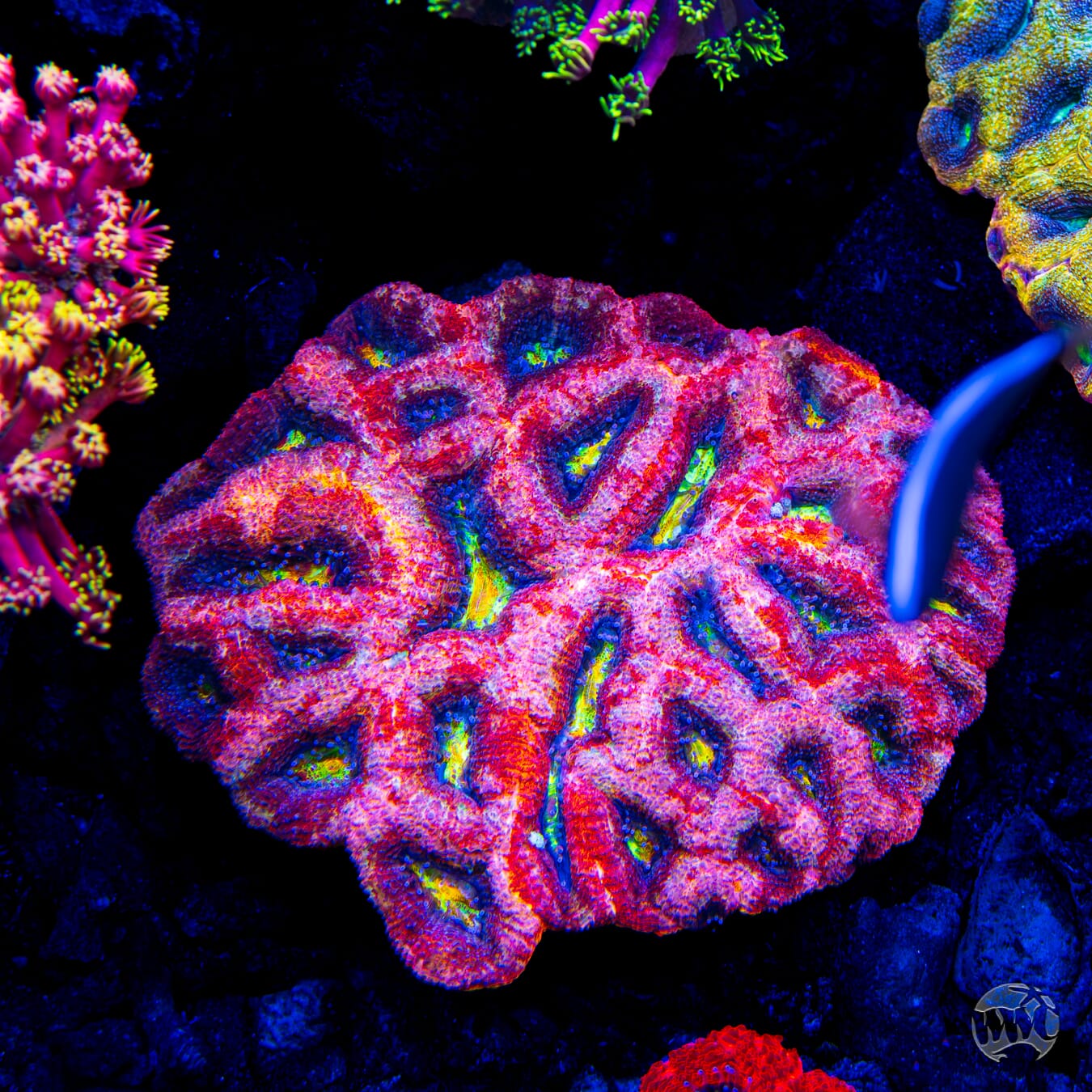 WWC Master of the Elements Bowerbanki