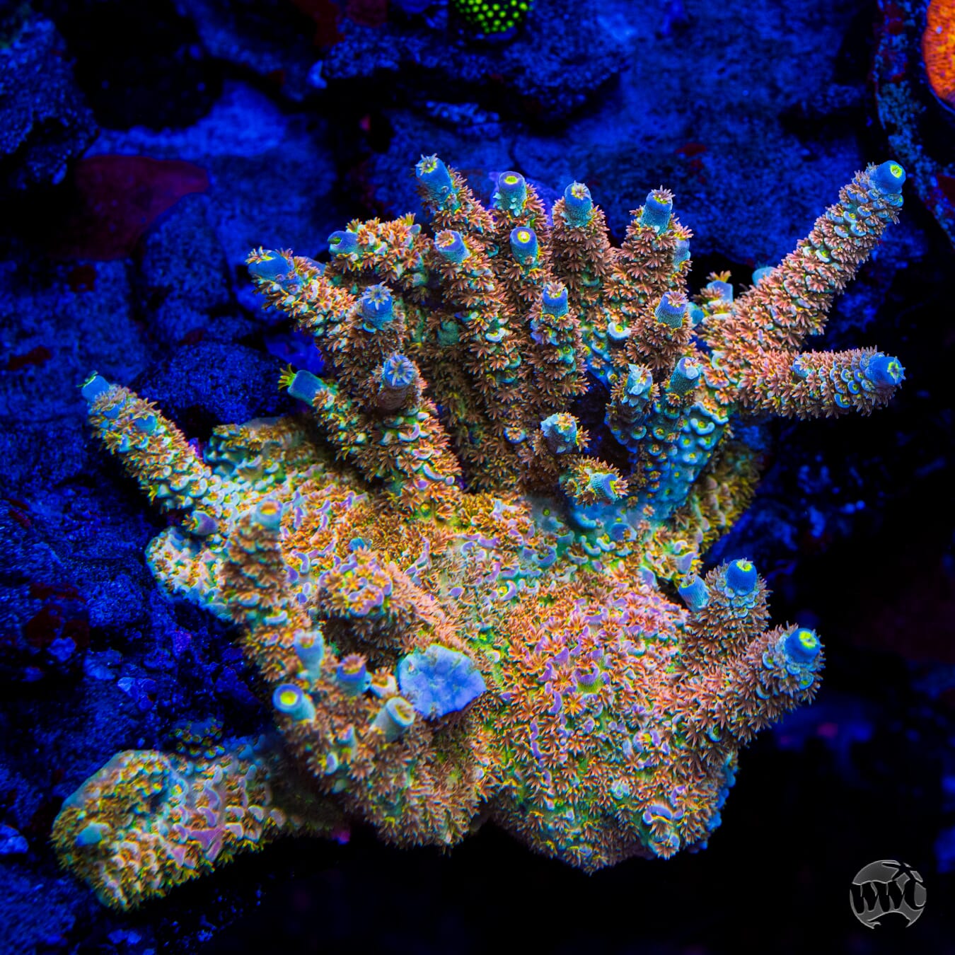 WWC Painkiller Tenuis Acropora