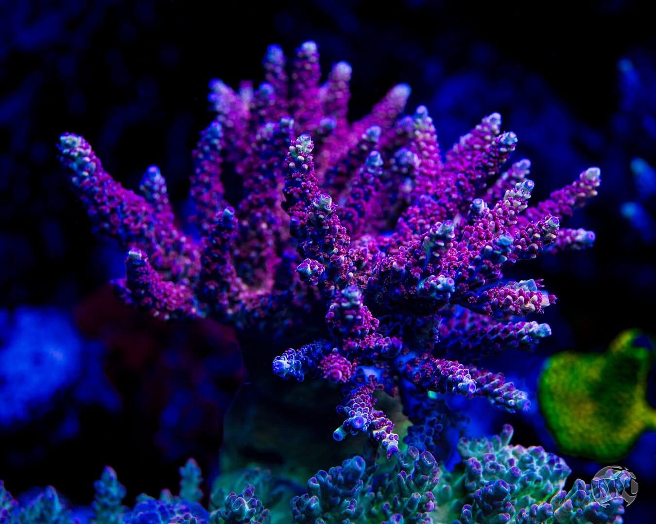 WWC Purple Dragona Acropora