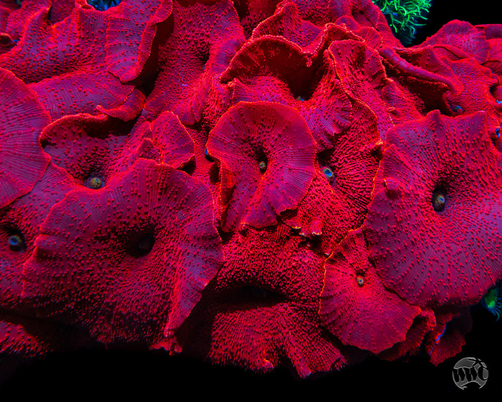 WWC Red Jaguar Disco Mushroom