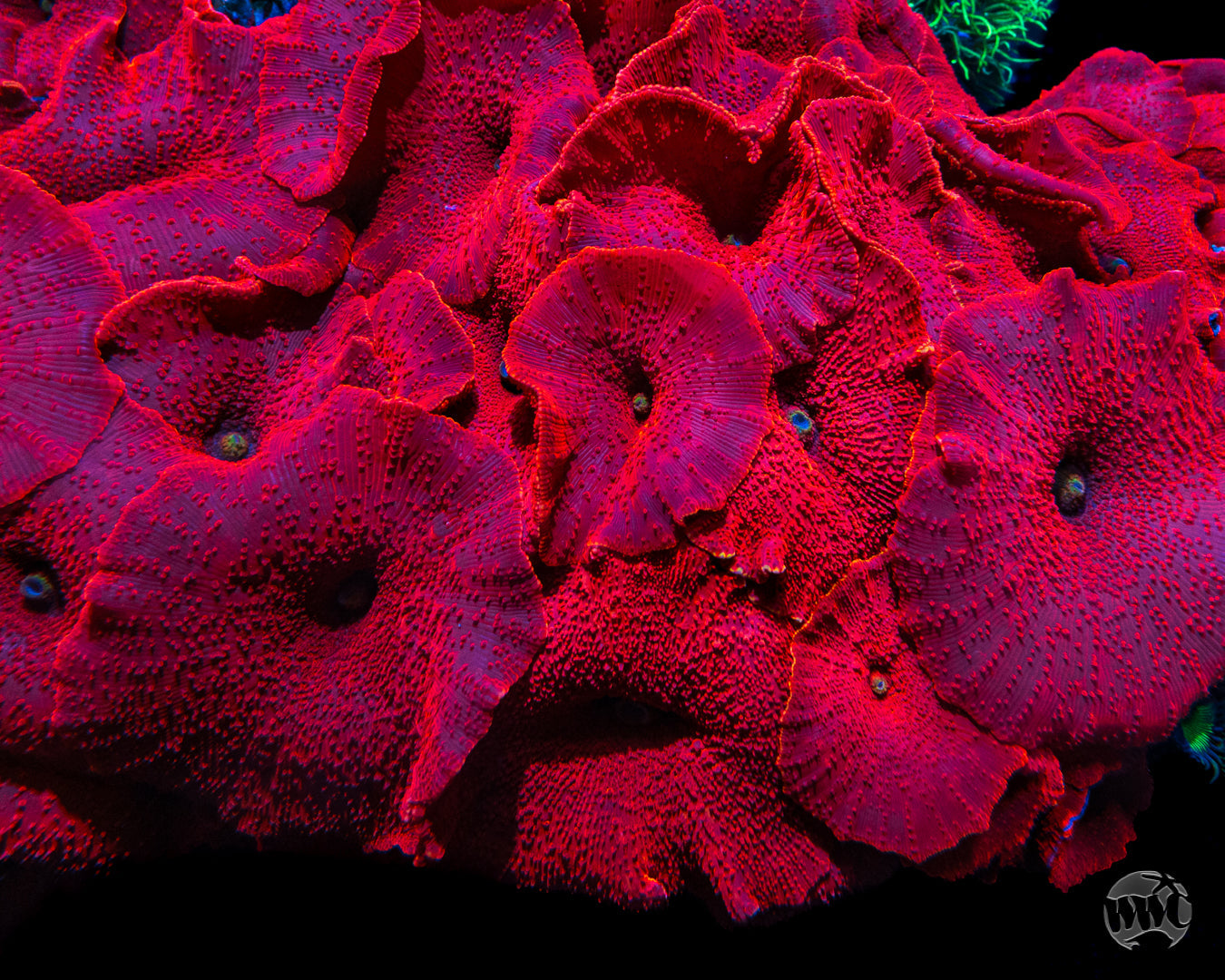 WWC Red Jaguar Disco Mushroom