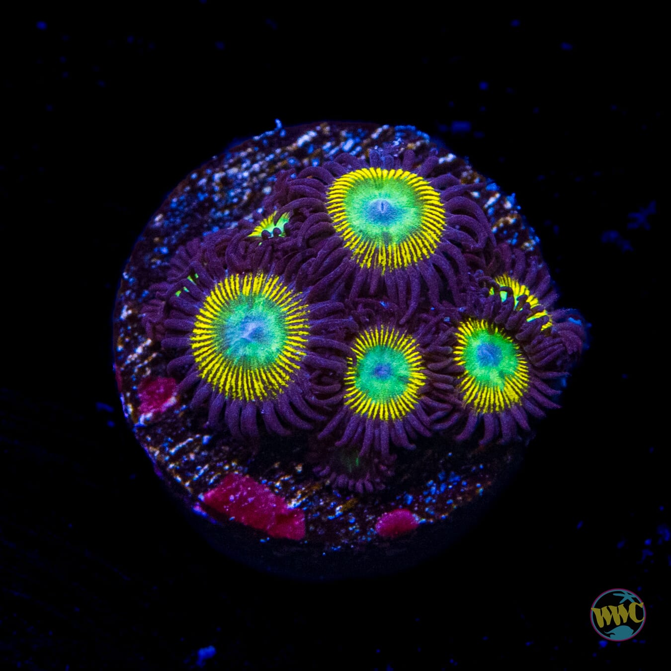 WWC Saltwater Taffee Zoanthids