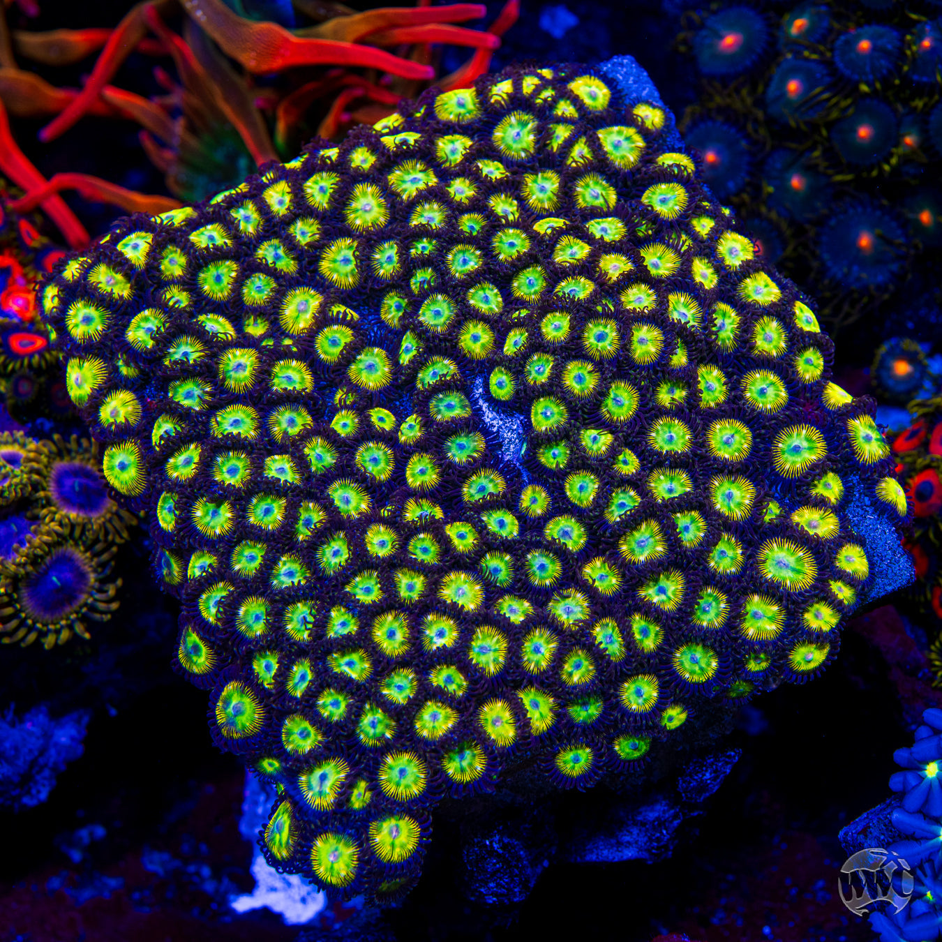 WWC Saltwater Taffee Zoanthids