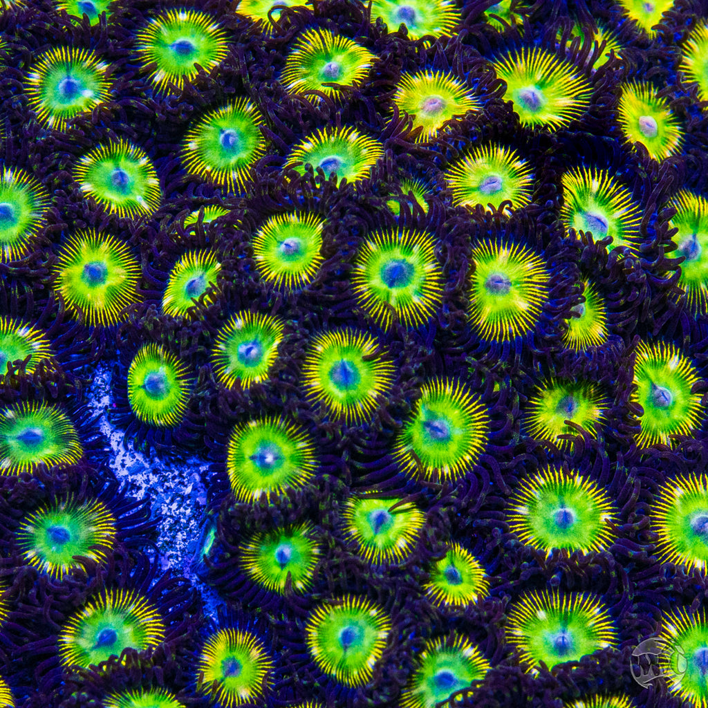 WWC Saltwater Taffee Zoanthids