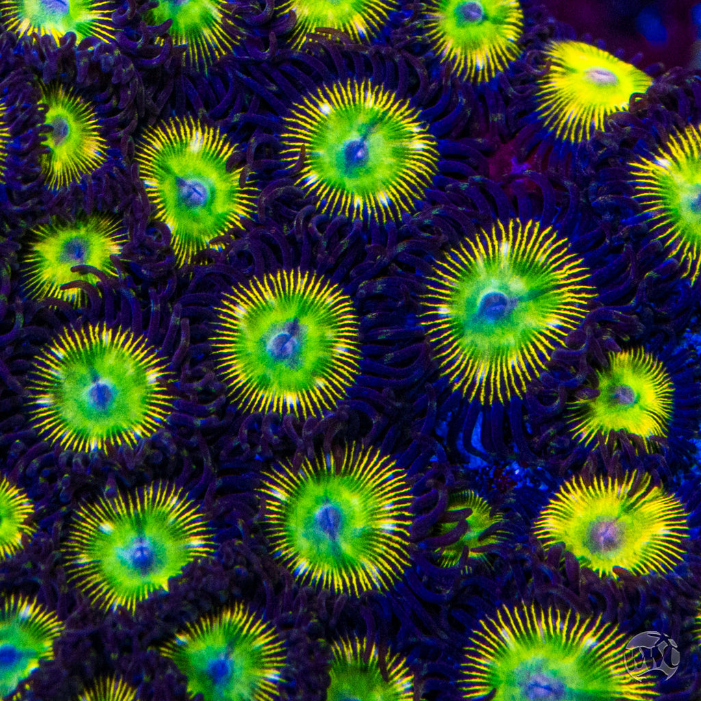WWC Saltwater Taffee Zoanthids