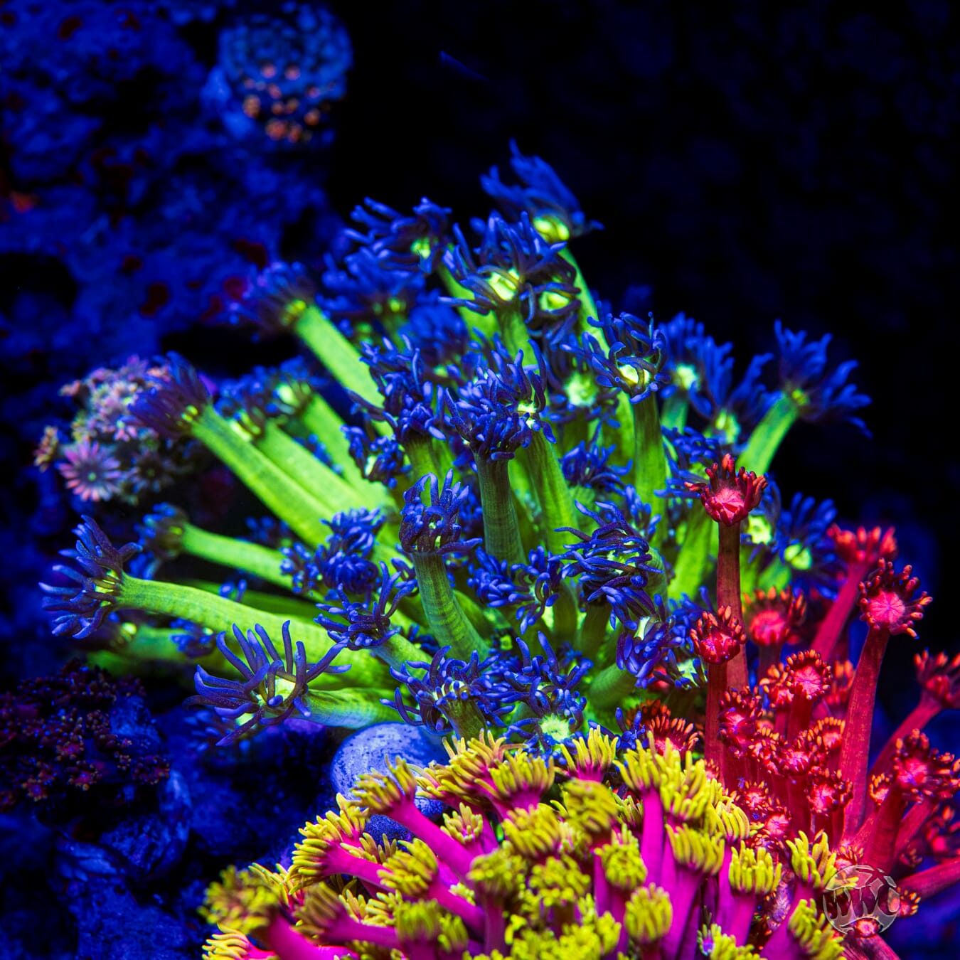 WWC Shadow Flame Goniopora