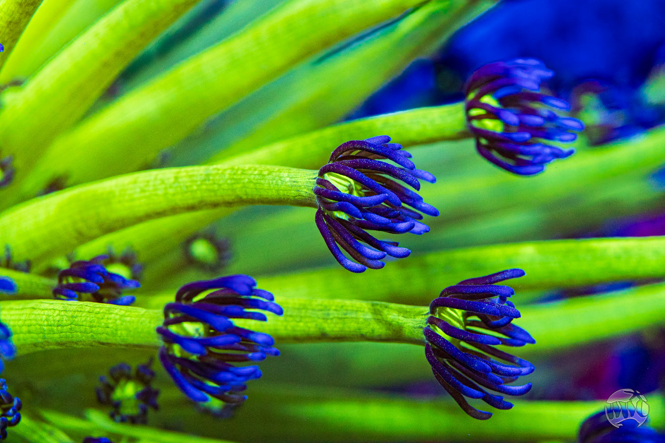 WWC Shadow Flame Goniopora