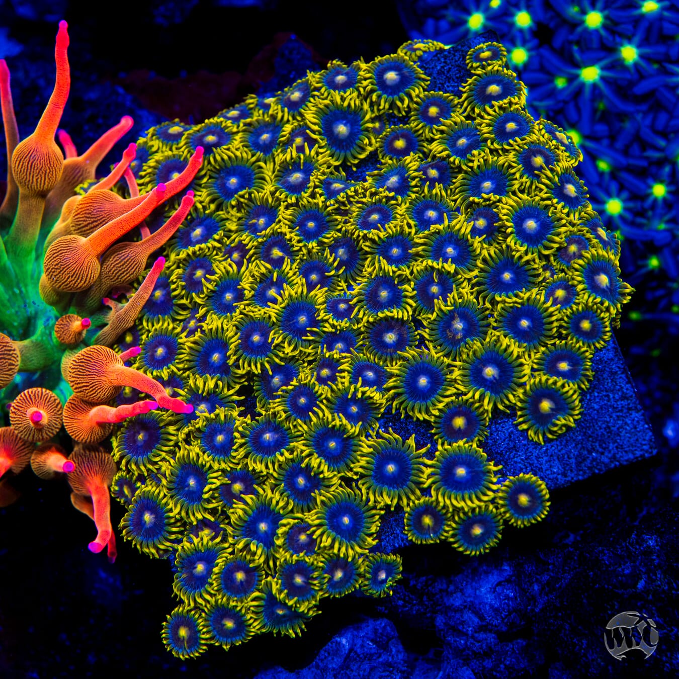 WWC Sunbeam Shuriken Zoanthids