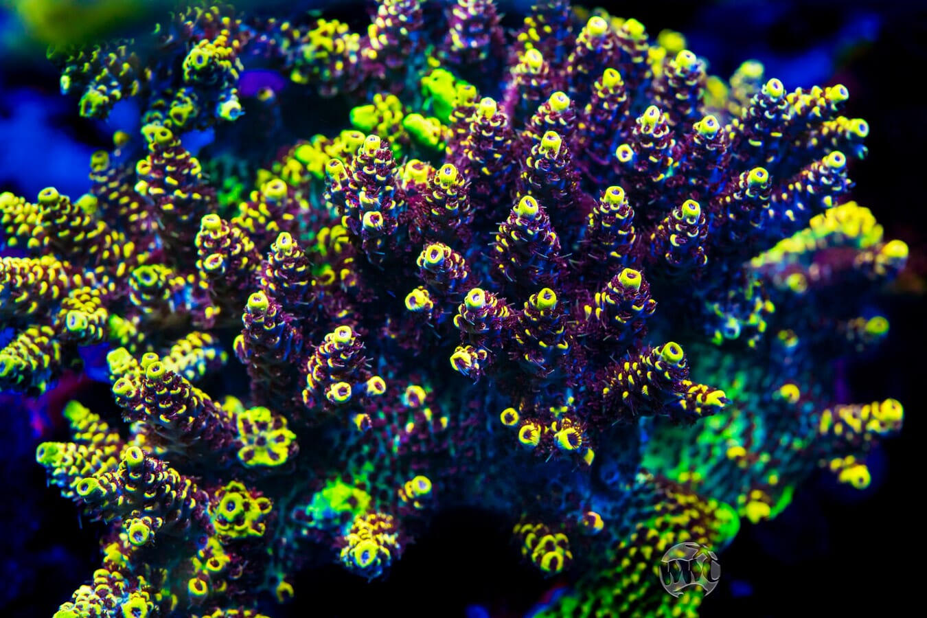 WWC Super Red Polyp Clathrata Acropora