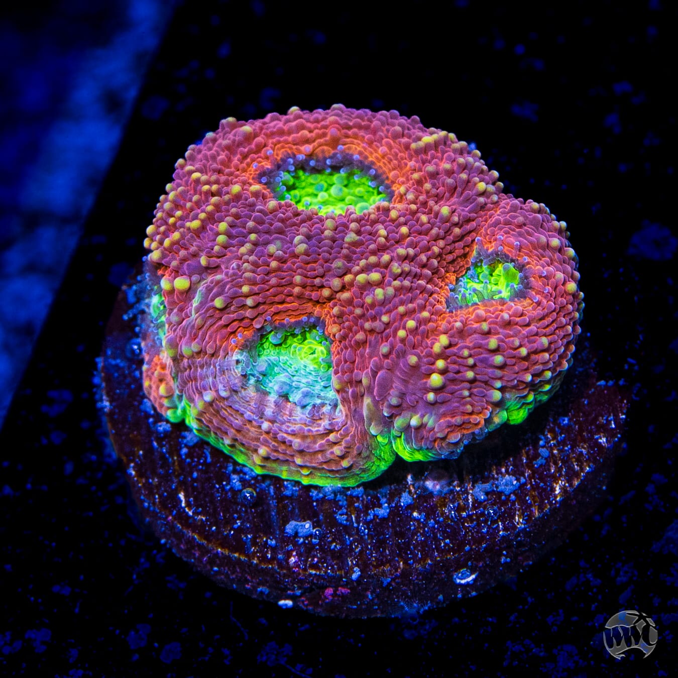 WWC Tangerine Tree Echinata