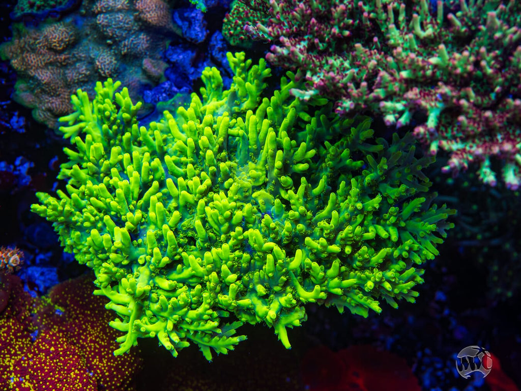 WWC Yodaz Acropora