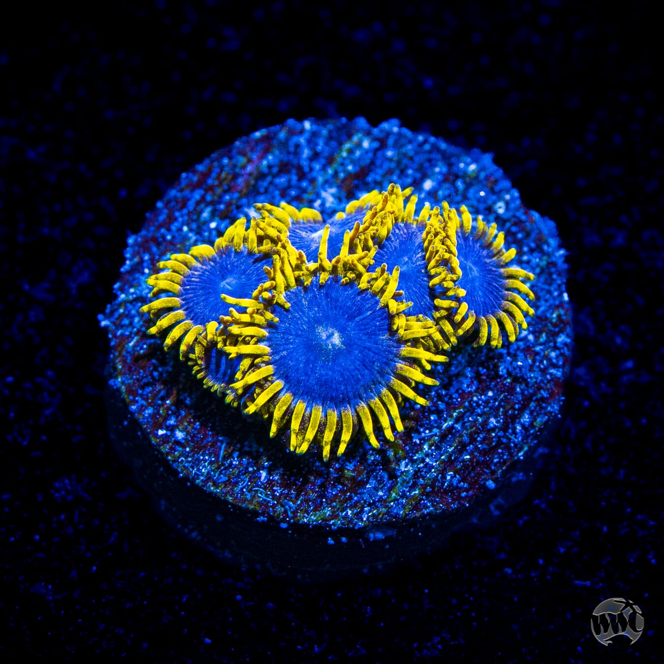 WWC Blue Angels Zoanthids