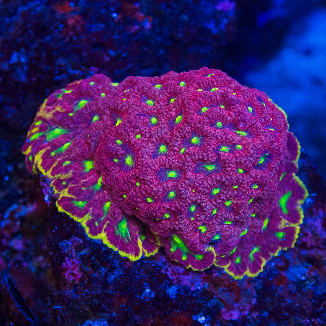 WWC Blood Diamond Favites