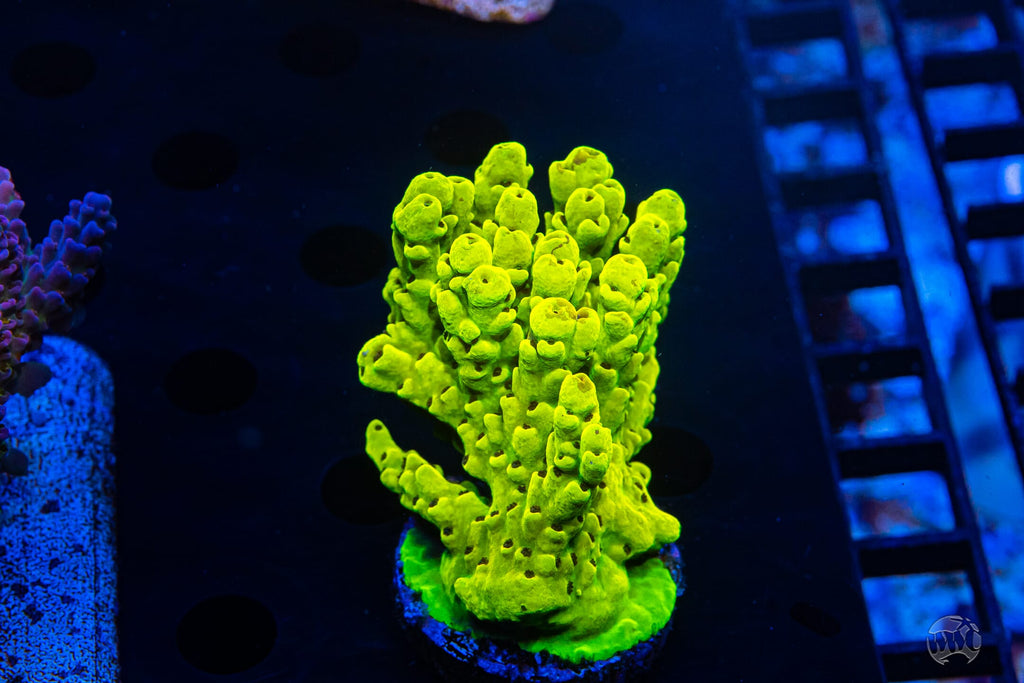 WWC Honeycomb Acropora