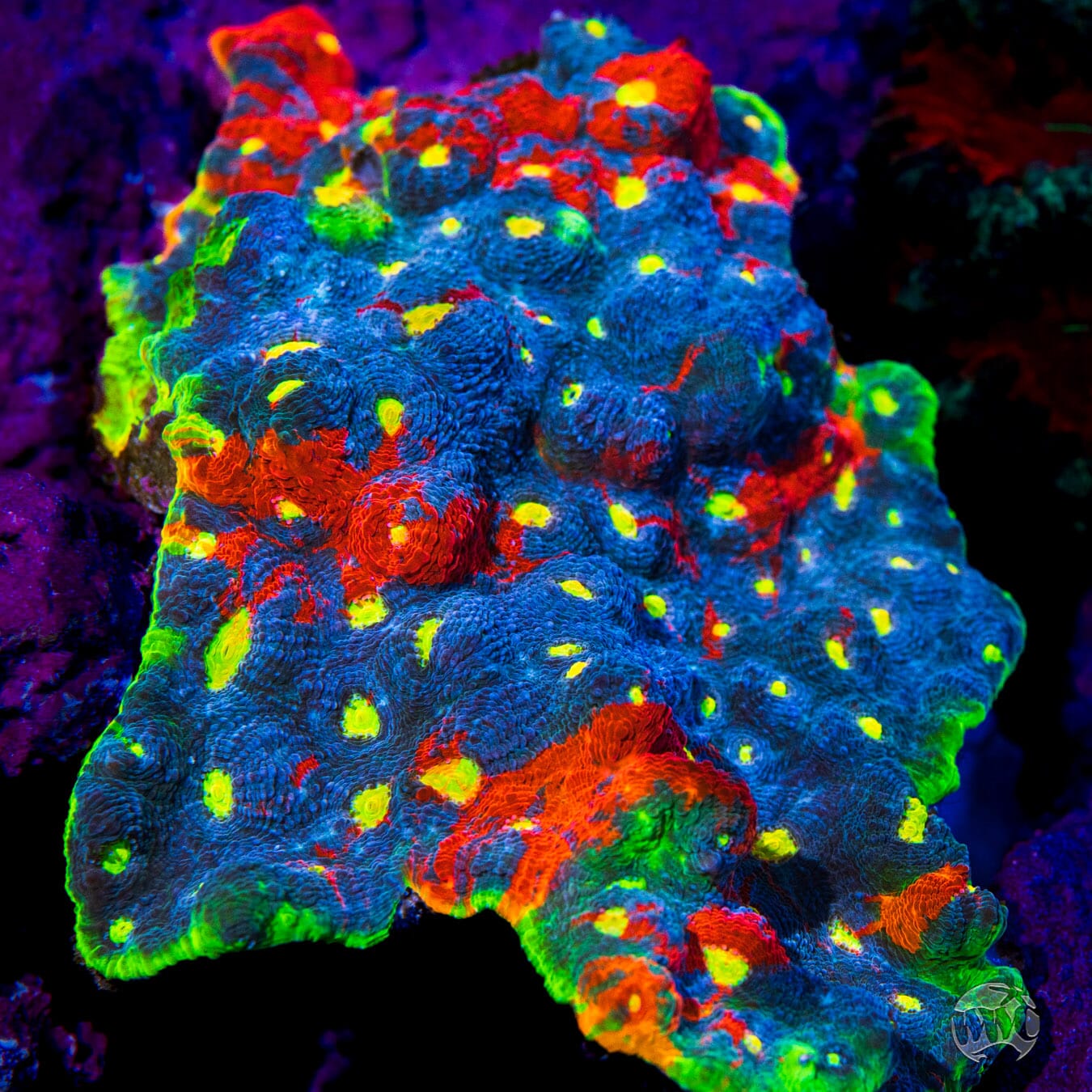 WWC Jellybean Rainbow Chalice